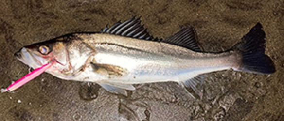 魚とルアーのアップ写真