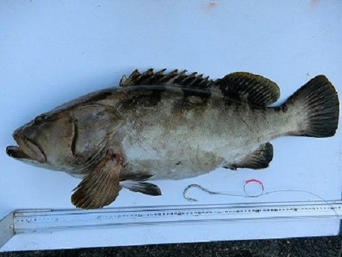 クエ、アラ アラとクエの違いを徹底解説！それぞれの釣り方やおすすめの食べ方もご