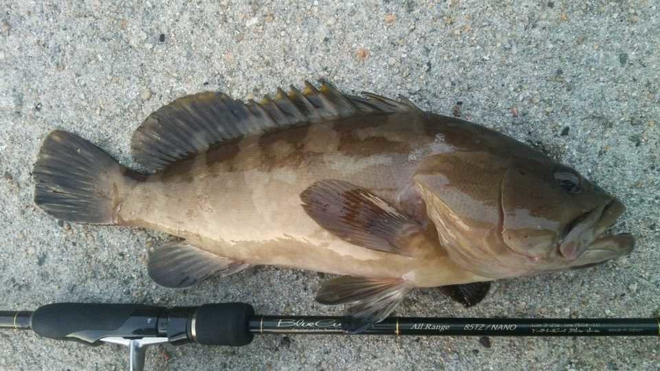 アラとクエの違いを徹底解説！それぞれの釣り方やおすすめの食べ方もご