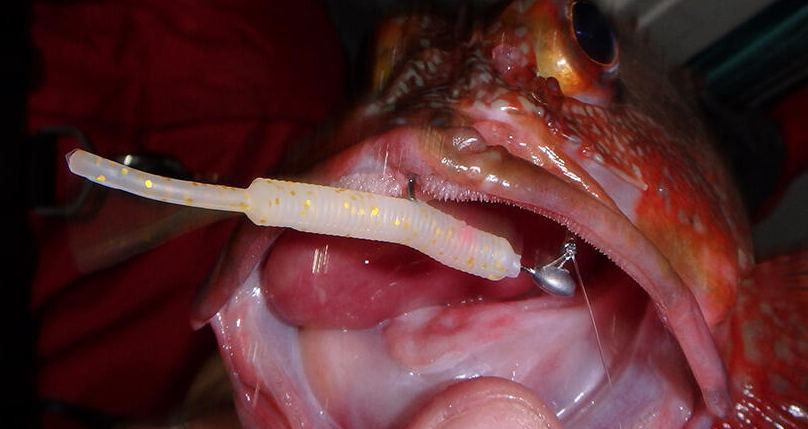 魚とワームのアップ写真