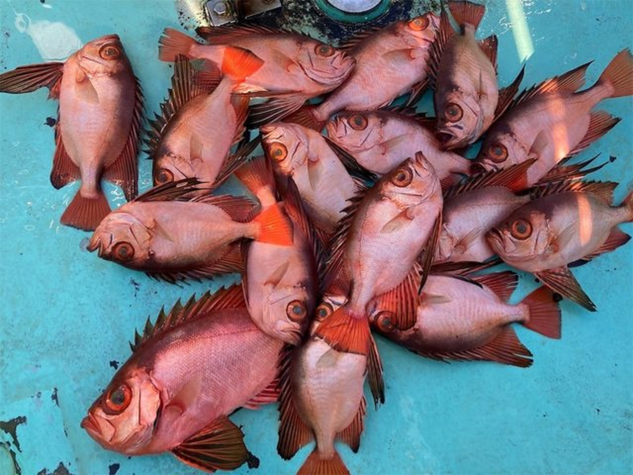 【釣果速報】神奈川県祥福丸でレア高級魚チカメキントキが釣れまくり！2022年ラスト釣行こそ新しいターゲットを狙いに行こう！