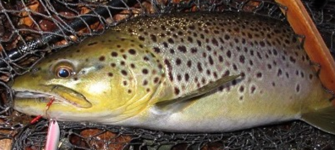 魚のアップ写真