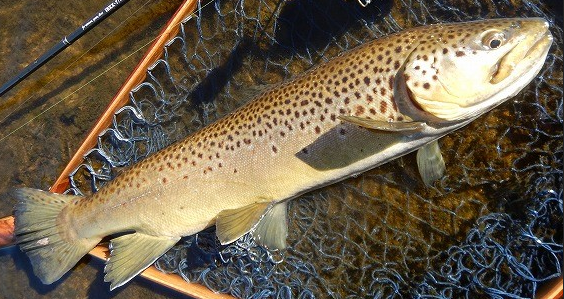 魚のアップ写真