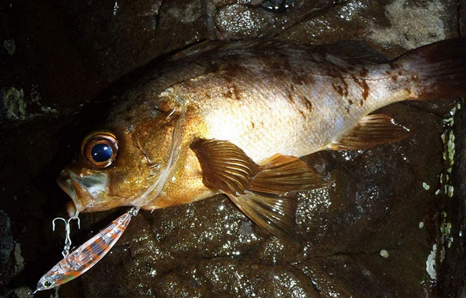 魚とルアーのアップ写真