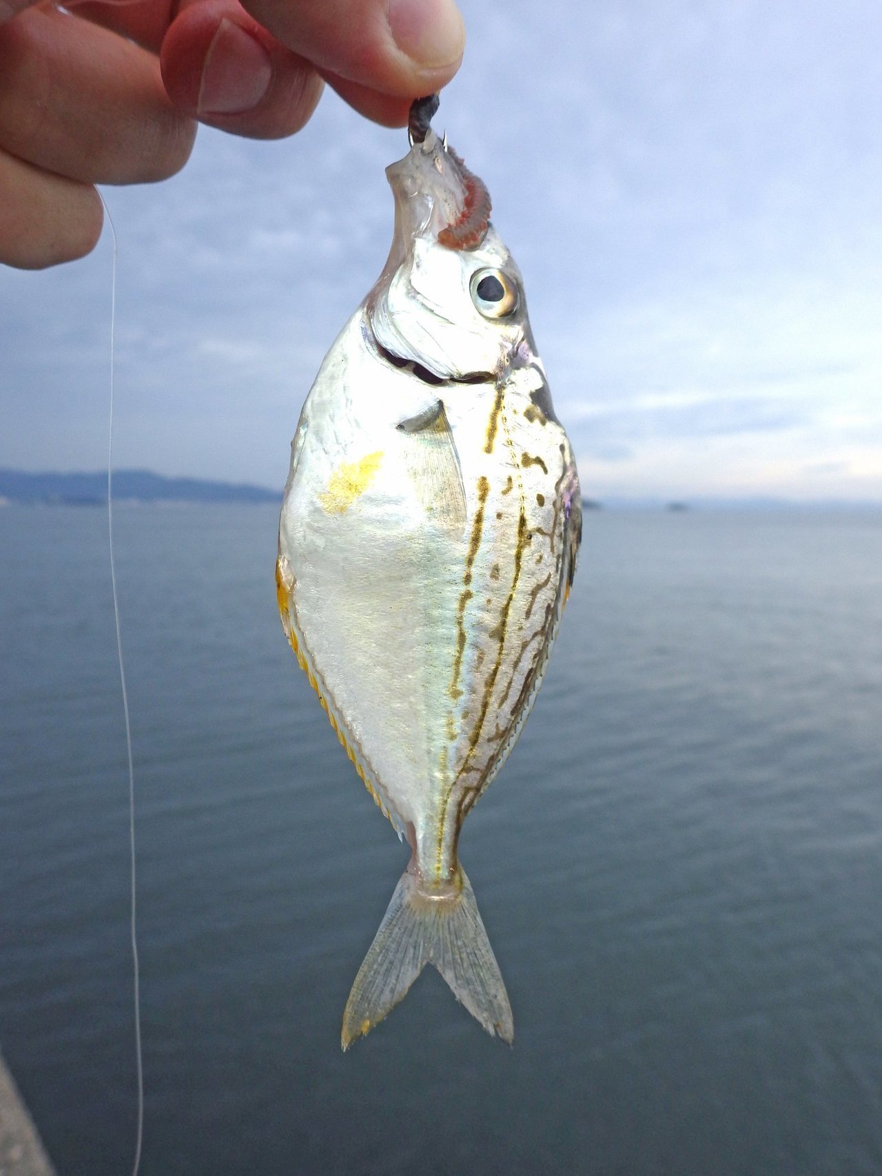 ヒイラギは鳴く魚！？釣り方やさばき方、美味しい食べ方を知って「外道」の魅力を感じよう！