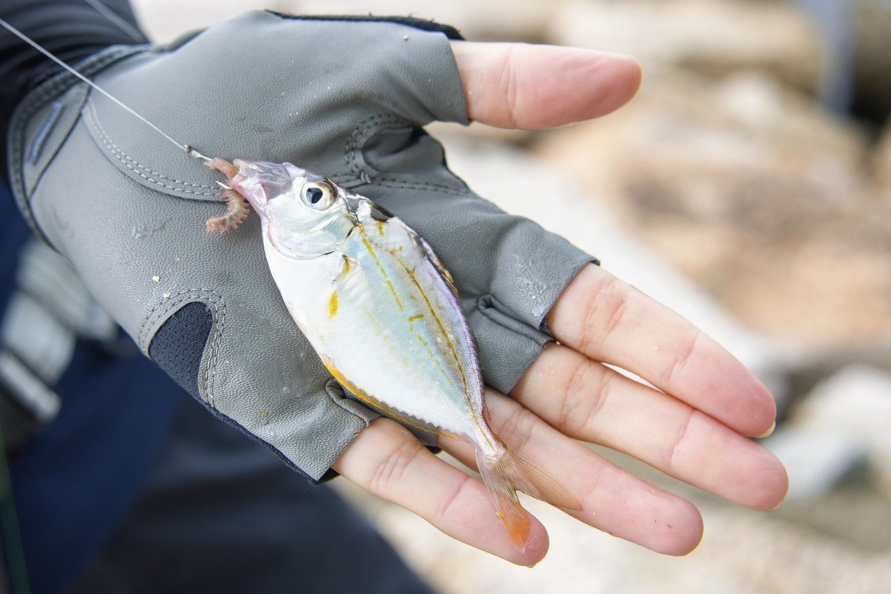 ヒイラギの写真