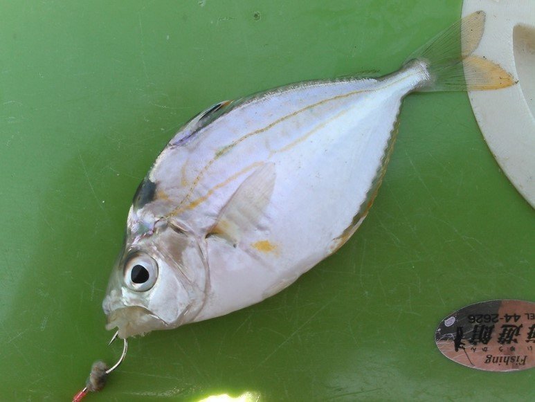 ヒイラギの写真