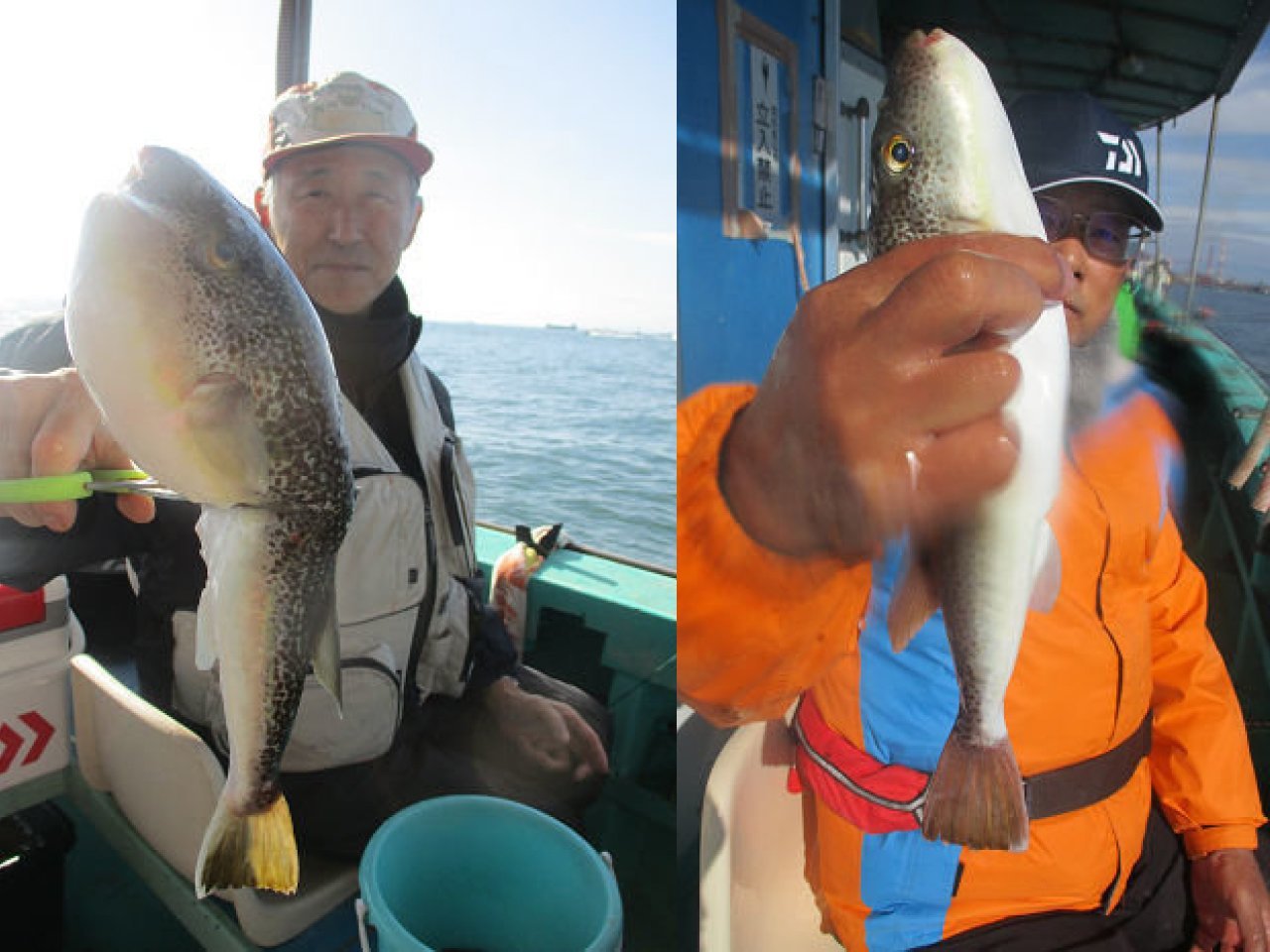 【釣果速報】兵庫県釣り船 名田屋でショウサイフグが良型中心に上がる！40cm級のジャンボフグも登場！冬の絶品フグをビッグサイズで手に入れよう！