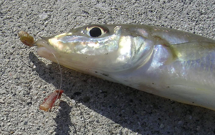 魚とエサのアップ写真