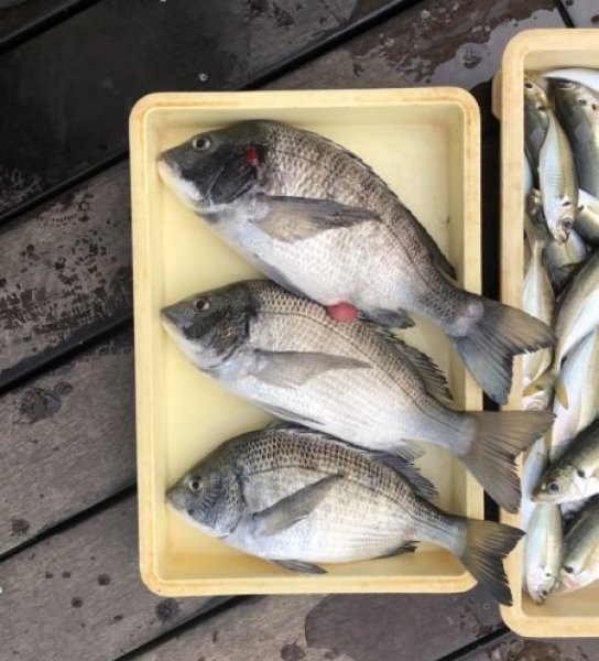 釣果