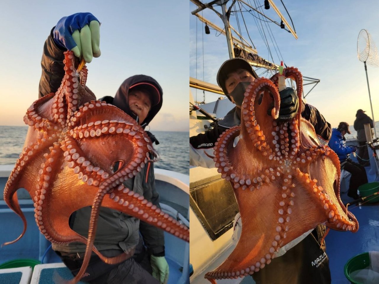 【釣果速報】3.3kg、3.1kgのモンスターマダコ確保！茨城県幸栄丸の船長が厳選するポイントで記録更新マダコを釣ろう！