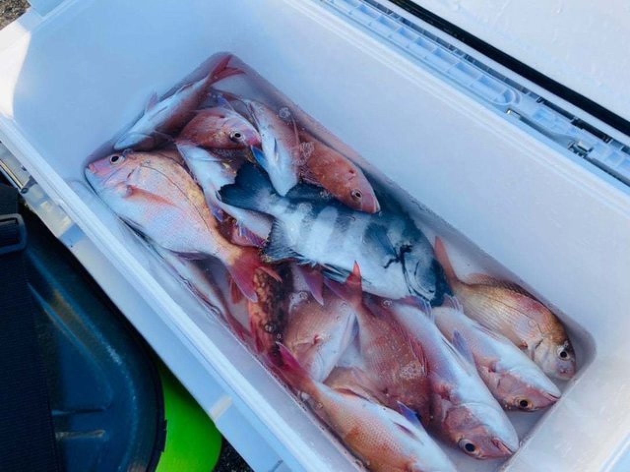 【釣果速報】海況悪いなか、マダイ・イシダイ・カンパチなど豪華魚種揃う！千葉県太幸丸でクーラーボックスを人気ターゲットでいっぱいにしよう！