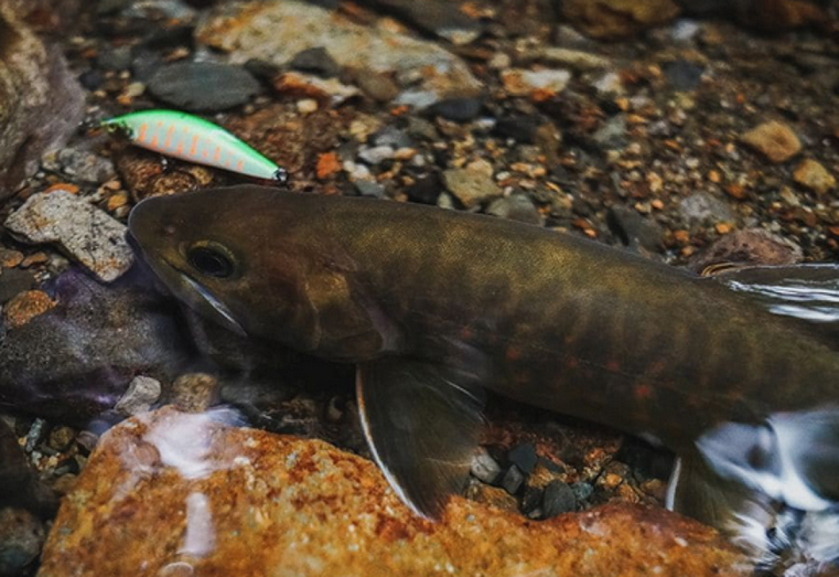 魚とルアーのアップ写真