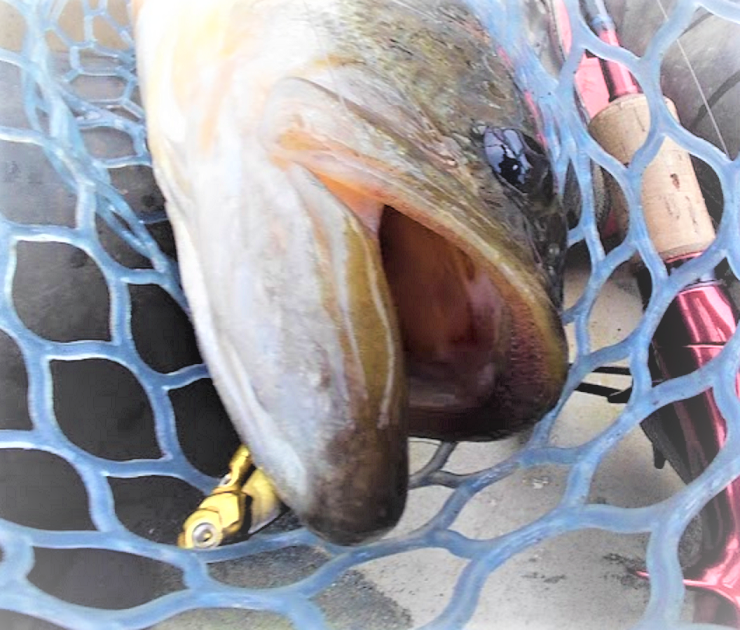 魚とルアーのアップ写真