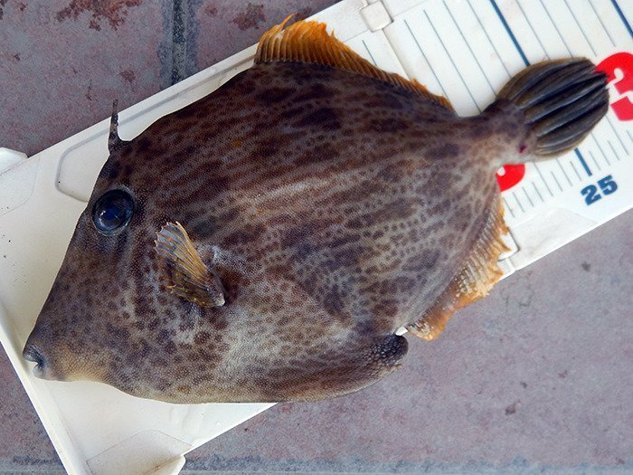 カワハギの写真