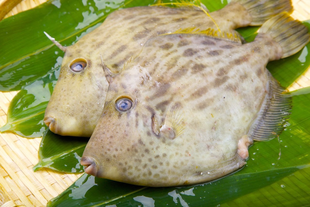 カワハギの写真