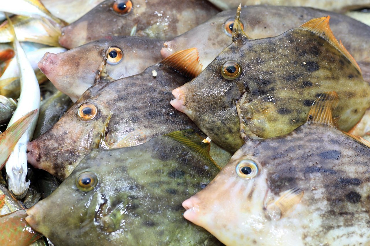 カワハギの写真