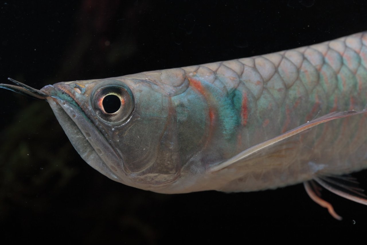 アロワナの写真