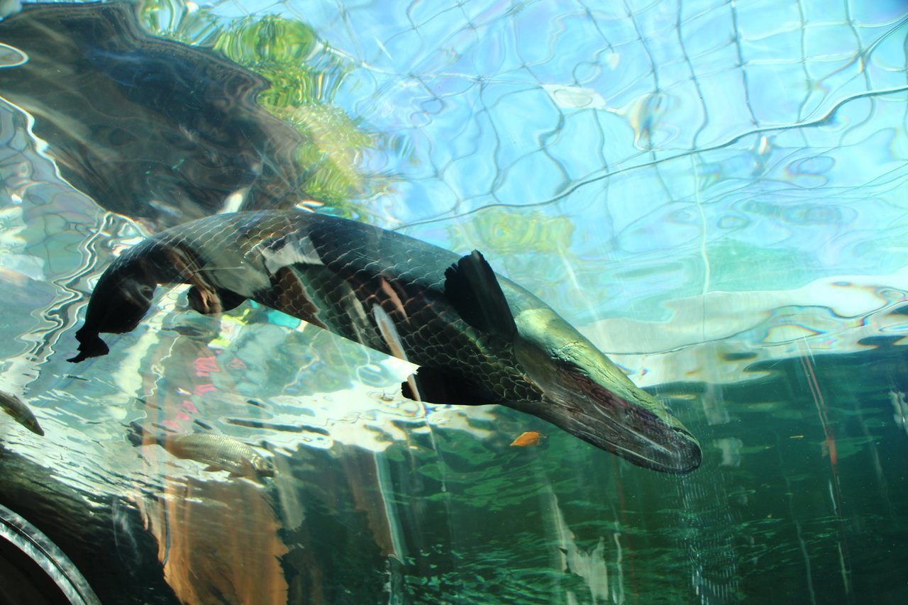 ピラルクは世界最大級の淡水魚！生態や食味、本物に出会えるスポットを詳しくご紹介！