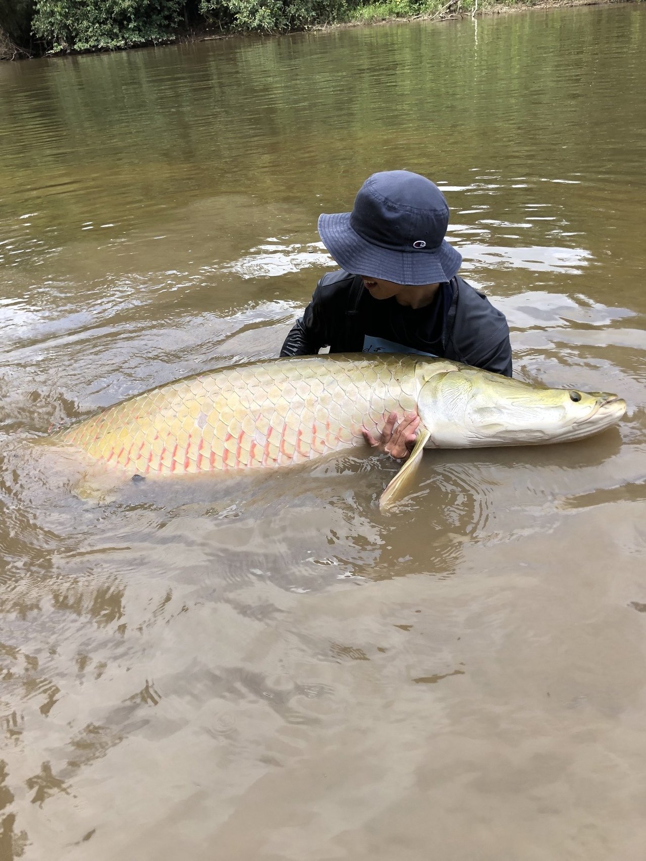 ピラルクの写真