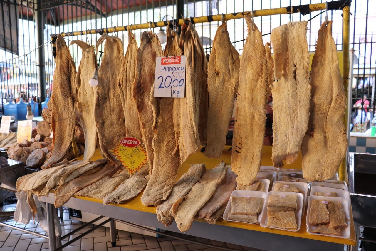 ピラルクの写真