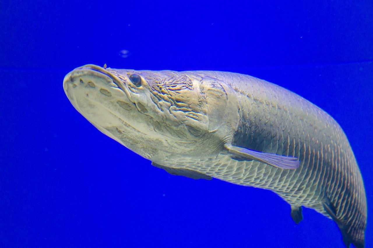 ピラルクは世界最大級の淡水魚！生態や食味、本物に出会えるスポットを詳しくご紹介！