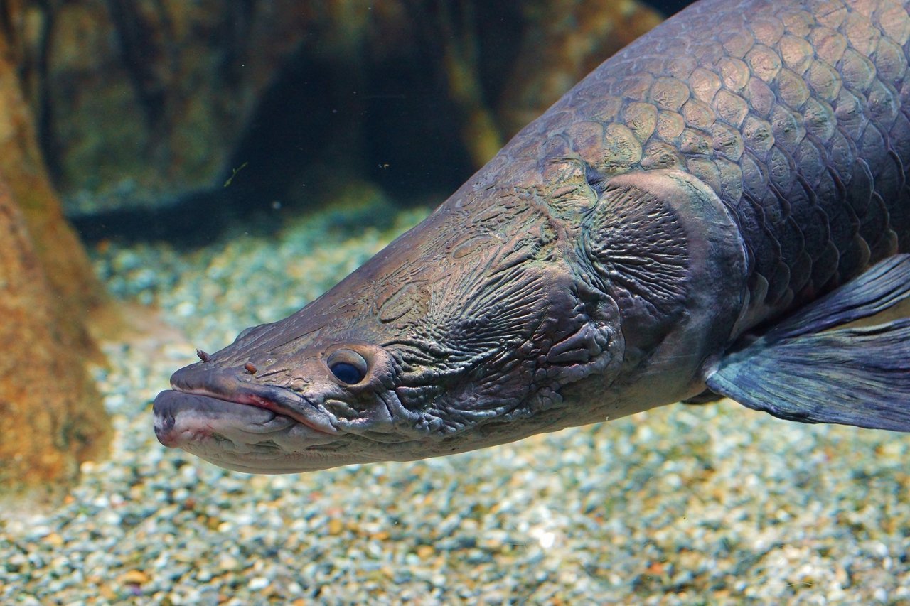 ピラルクの写真