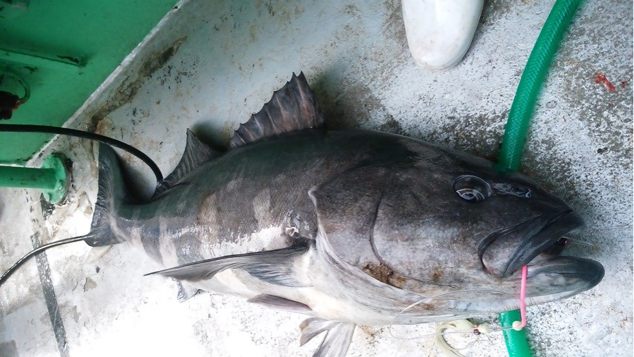 アブラボウズの写真