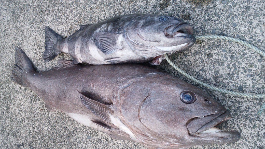 アブラボウズの写真