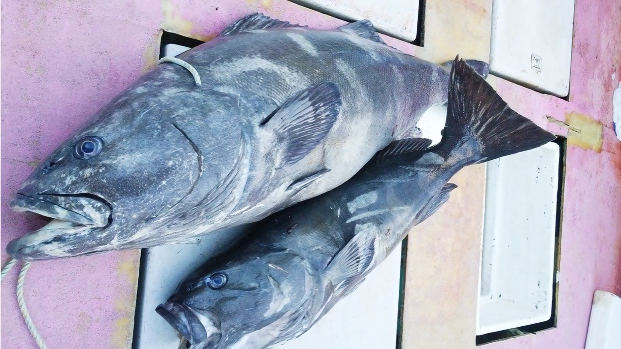 アブラボウズの写真