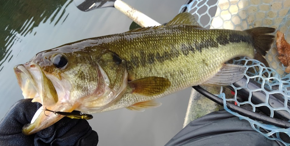 魚のアップ写真