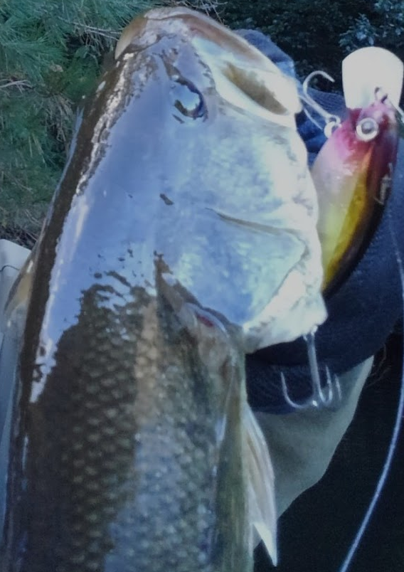 魚とルアーのアップ写真