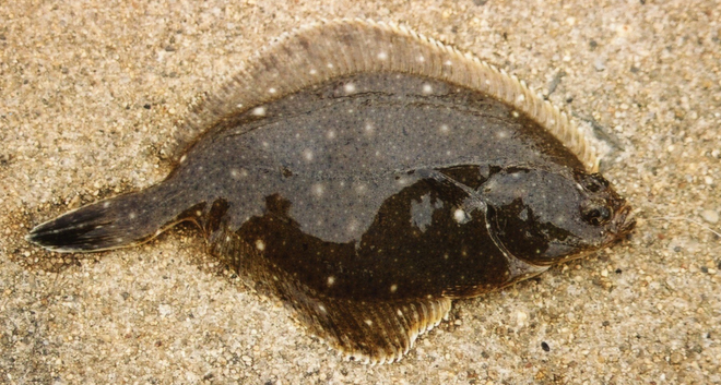 魚のアップ写真