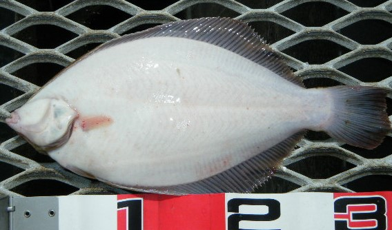 魚のアップ写真