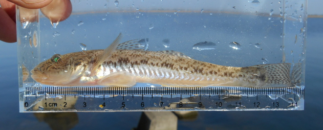 魚のアップ写真