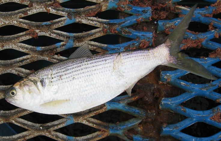 魚のアップ写真