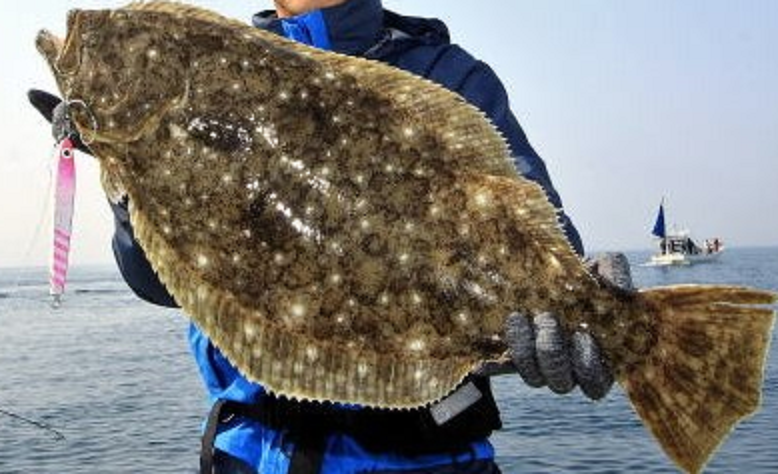 魚のアップ写真