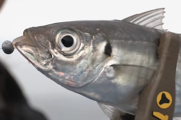 魚のアップ写真