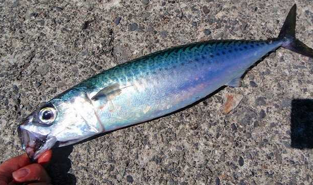 魚のアップ写真