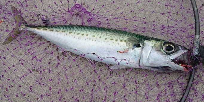 魚のアップ写真