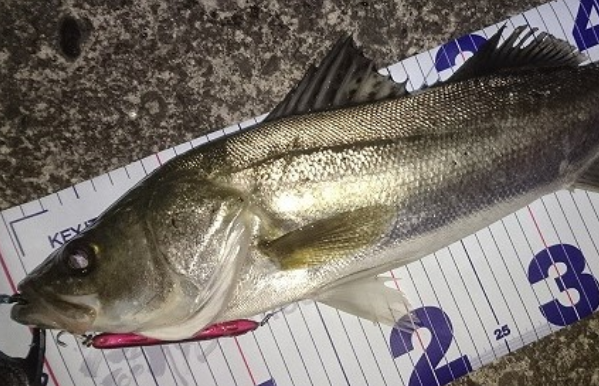 魚のアップ写真