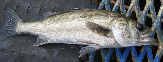 魚のアップ写真