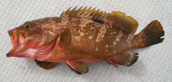 魚のアップ写真