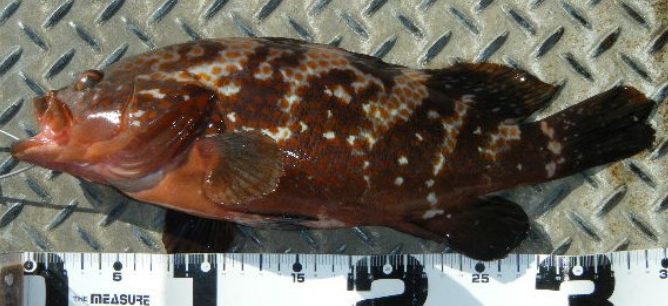 魚のアップ写真