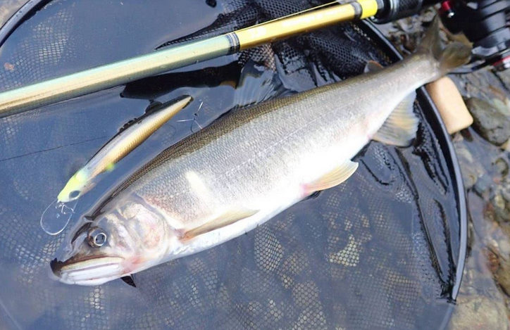 鮎のルアー釣りってどうすればいいの？河川のルールに則って行動しよう