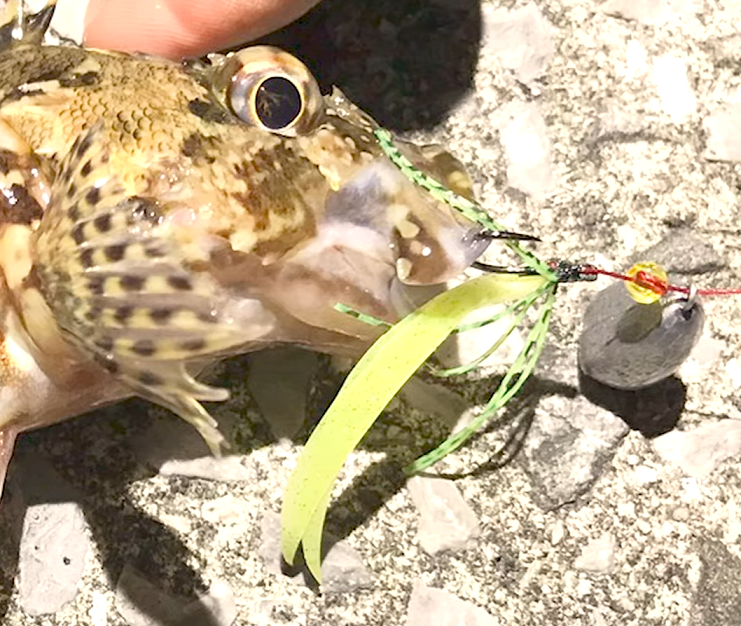 魚と仕掛けのアップ写真