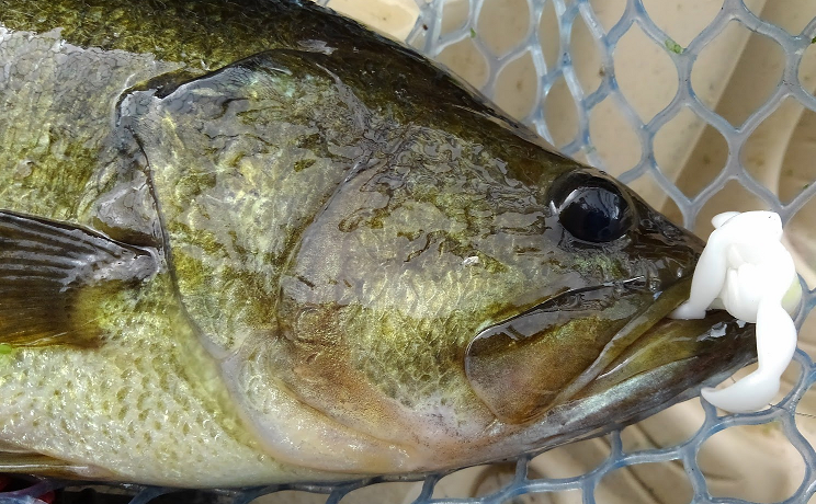 魚とワームのアップ写真