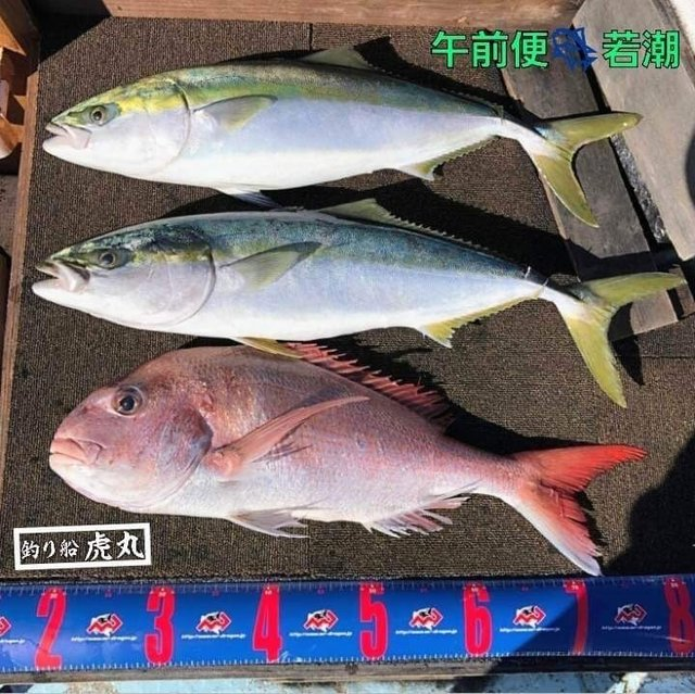 釣果