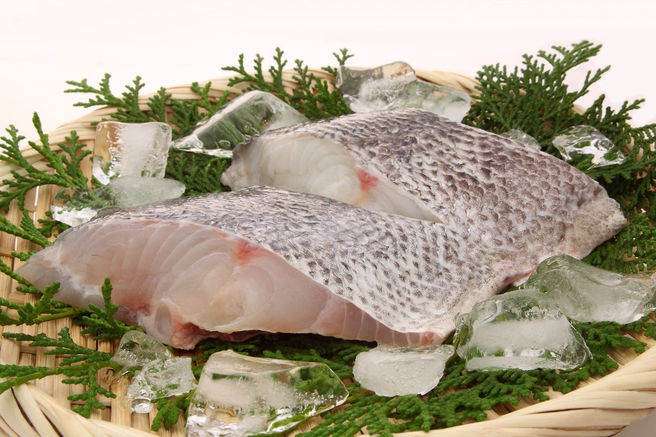 シーバスの写真