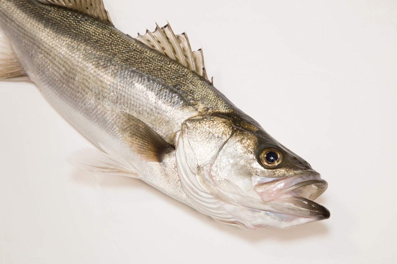 シーバスの写真